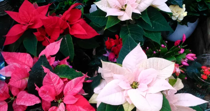 Noviji kultivari božićnjaka mogu biti u raznim bojama/
