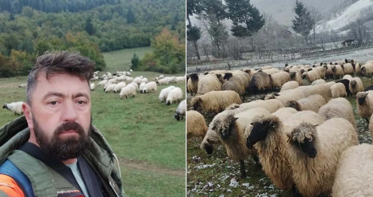 Nesib Begović, ovce, pramenke, Privorski soj/Agroklub.ba