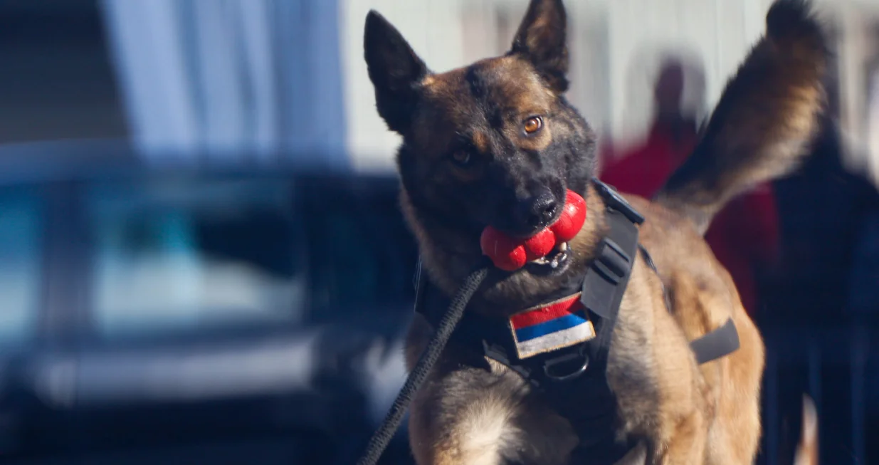 Prezentacija K9 jedinica iz BiH/Damir Deljo