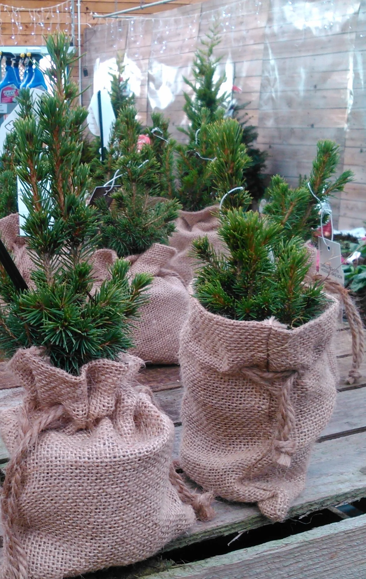 Crnogorica u loncima i juta u vrećama/