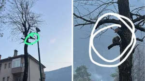 Mačka zaglavljena na drvetu u Hrasnici/Udruženje Prijatelji životinja