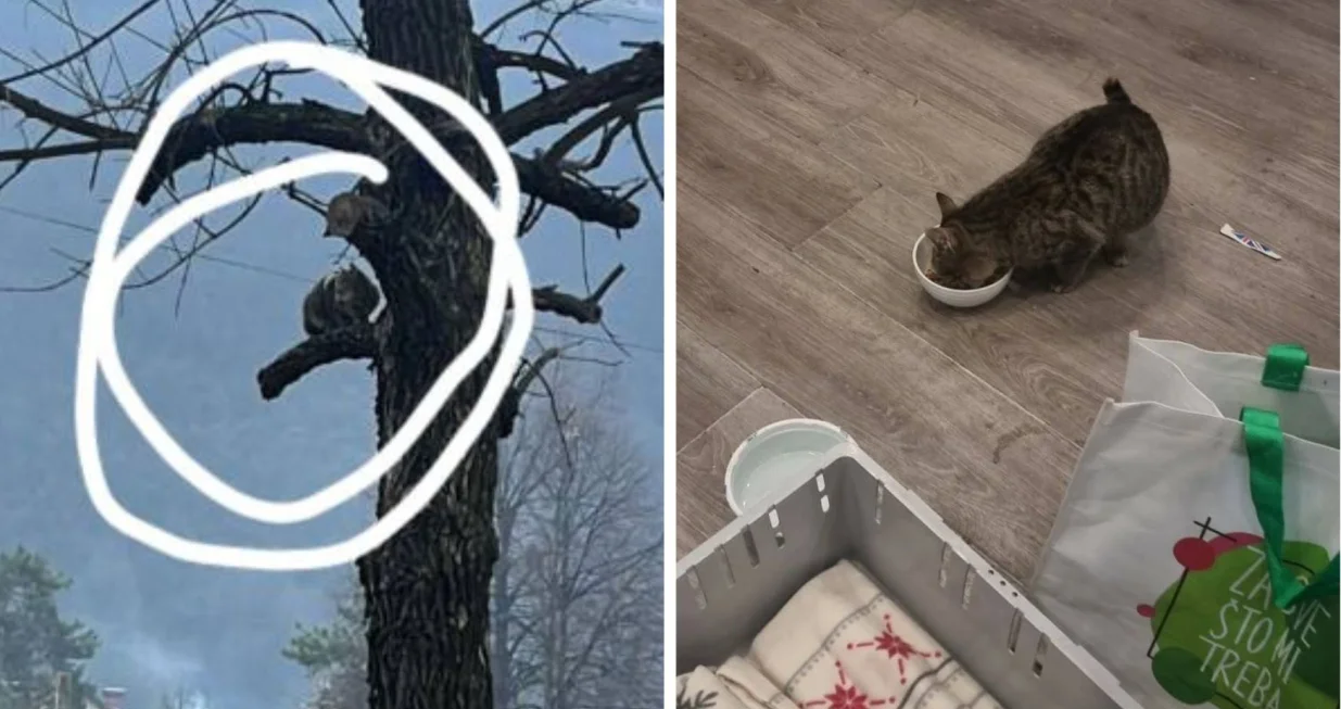 Spa&scaron;ena mačka koja je dva dana bila zarobljena na drvetu u Hrasnici/Udruženje Prijatelji životinja