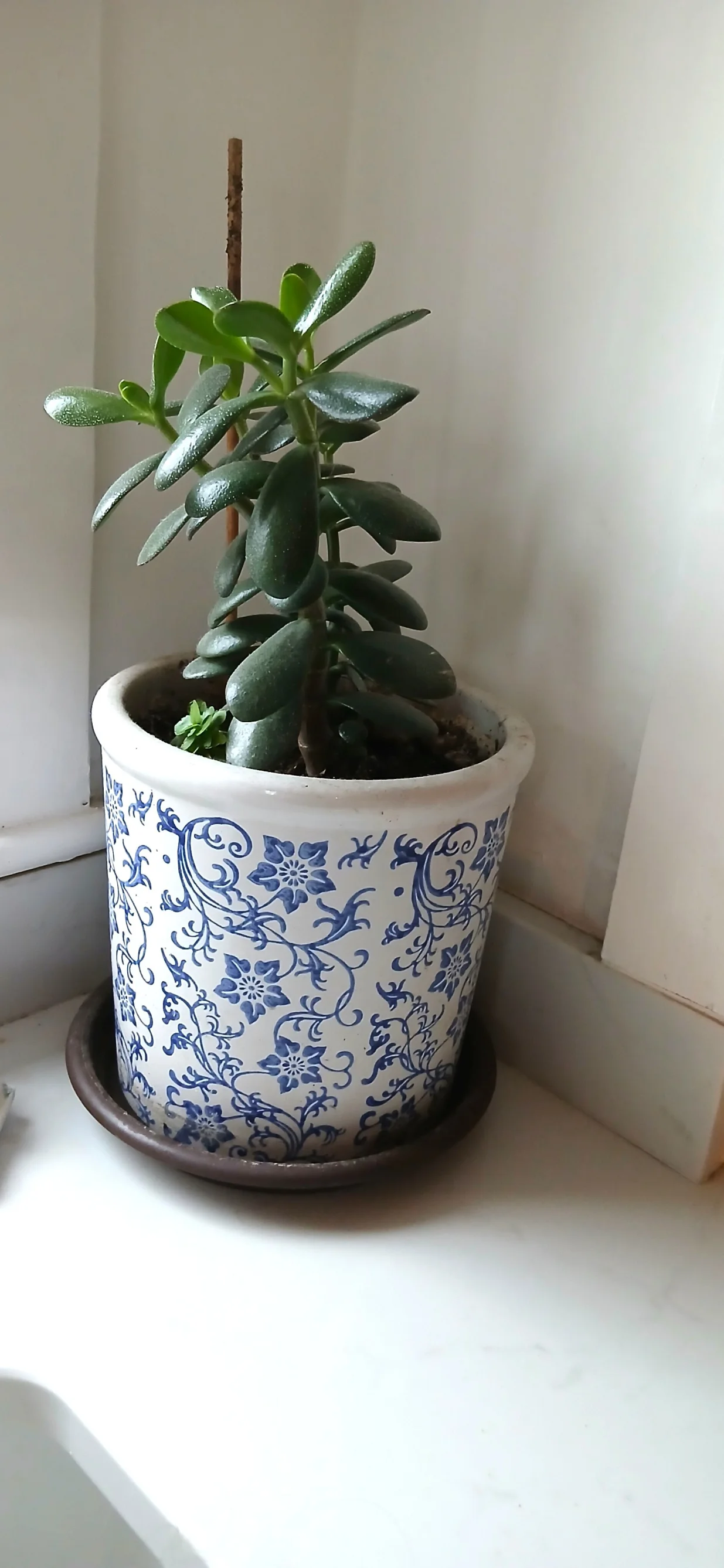 Krasula ili drvo novca jednostavno se održava/