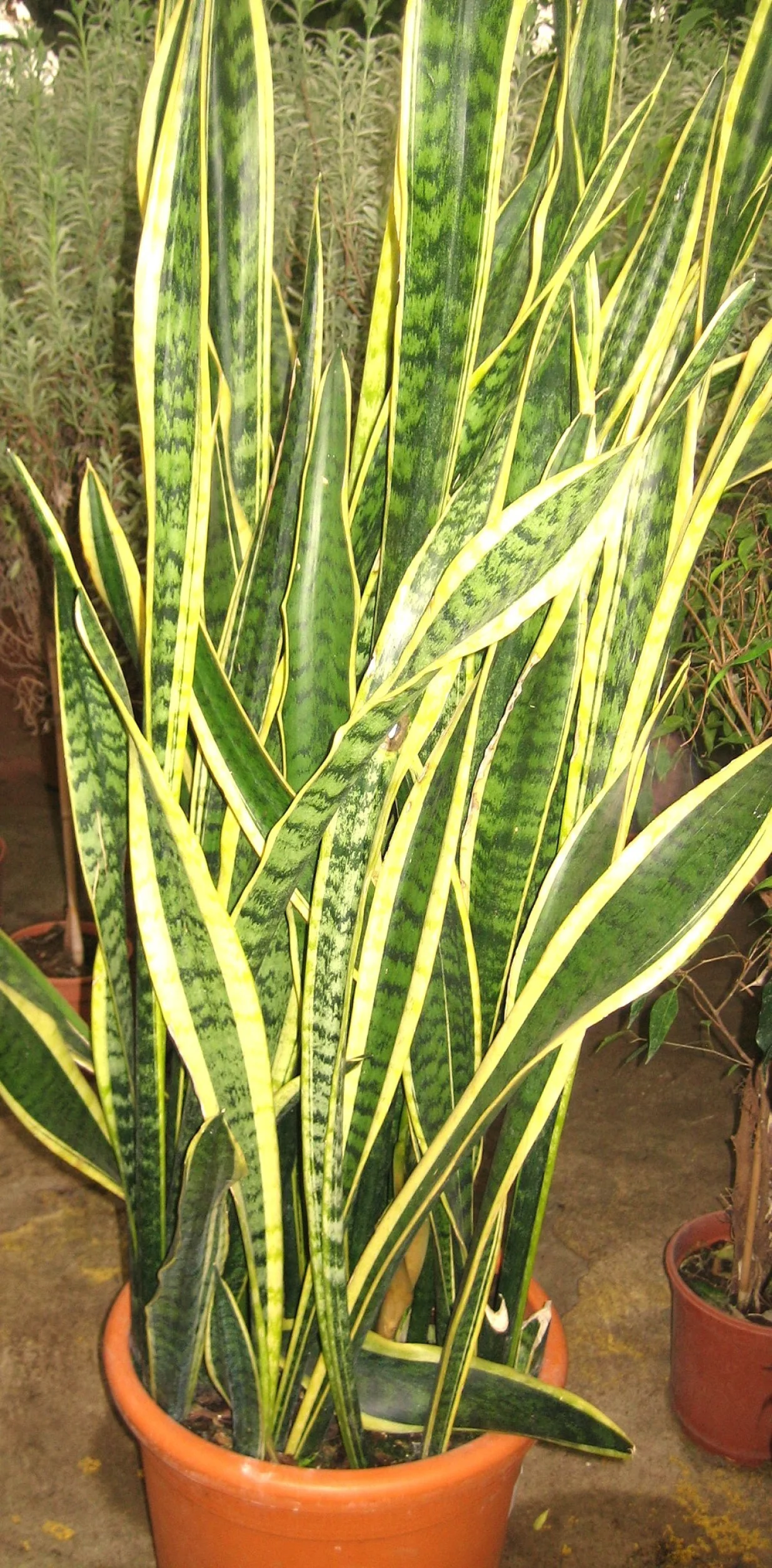 Sansevijerija ili svekrvin jezik dobro podnosi suh zrak/