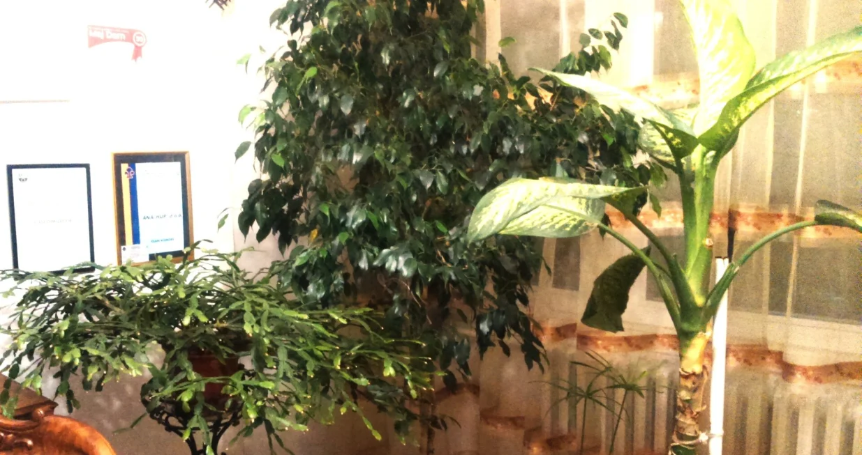 Biljke treba zimi smjestiti uz južni prozor, iza lagane zavjese/