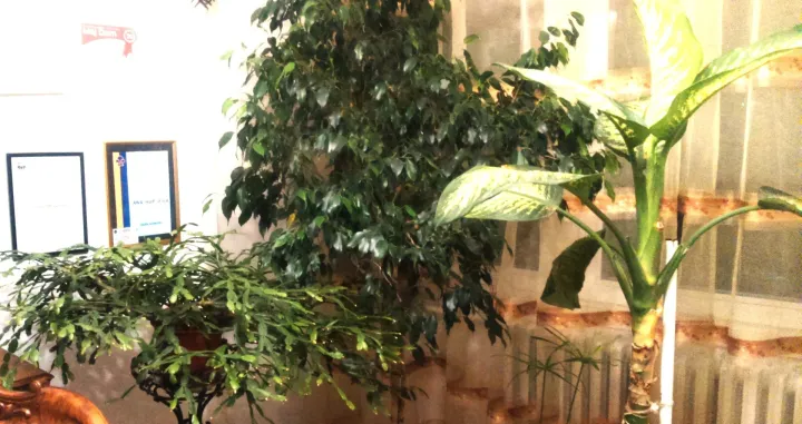 Biljke treba zimi smjestiti uz južni prozor, iza lagane zavjese/