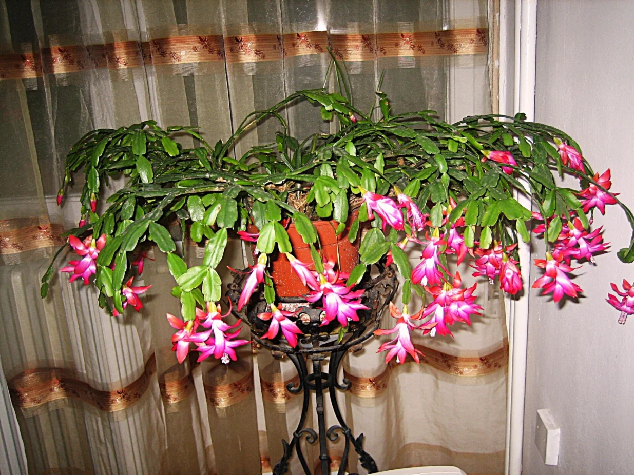 Božićni kaktus sada neumorno cvjeta/