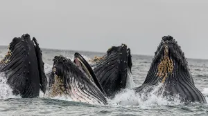 kitovi, okean, kit, životinje/Vivek Kumar