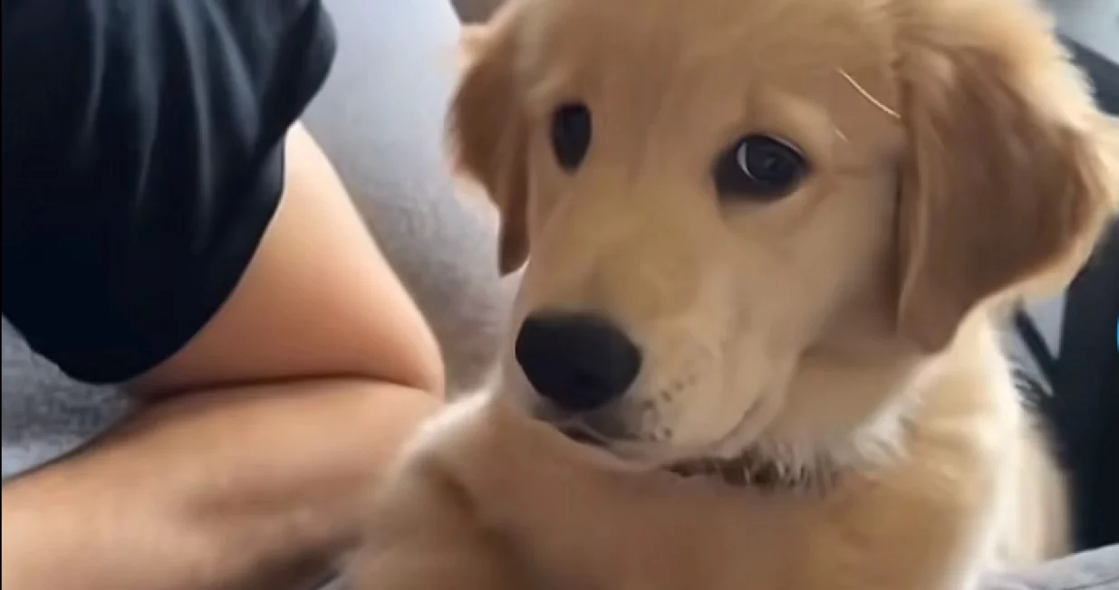 Preslatki psić prvi put zalajao i &scaron;okirao samoga sebe/Screenshot