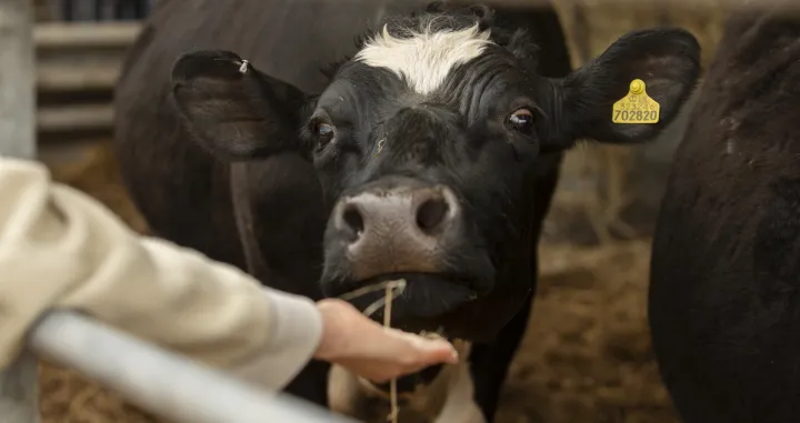 krave, goveda, antraks ilustracija/Freepik/Freepik 