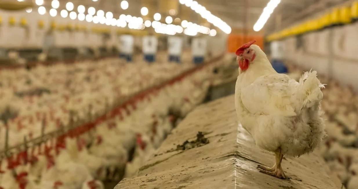 Poljovet - bh. peradarstvo - koko&scaron;i/