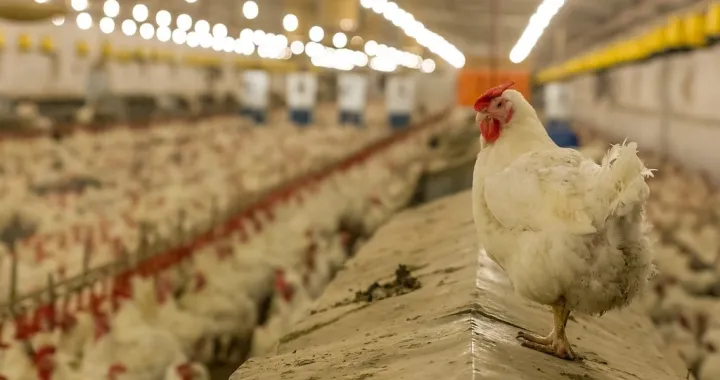 Poljovet - bh. peradarstvo - koko&scaron;i/