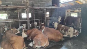 Farma krava, Donja Vogošća, zaražene krave, bruceloza/Tanja Cerić