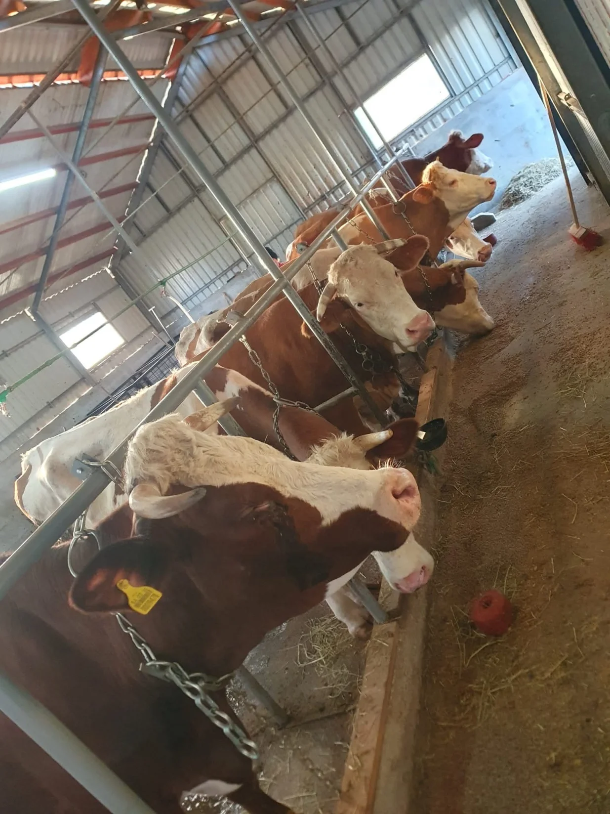 Steone junice preko 7 hiljada maraka komad/