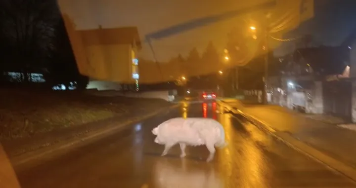 Svinja, Banja Luka, ulica, &scaron;etnja/