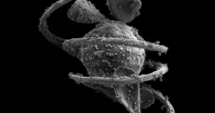 Spora poljske preslice (Equisetum arvense L.) sa smotanim hapterama/