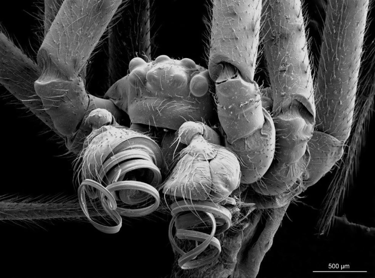 Mužjak pauka crne udovice Latrodectus tredecimguttatus (Rossi, 1790)./