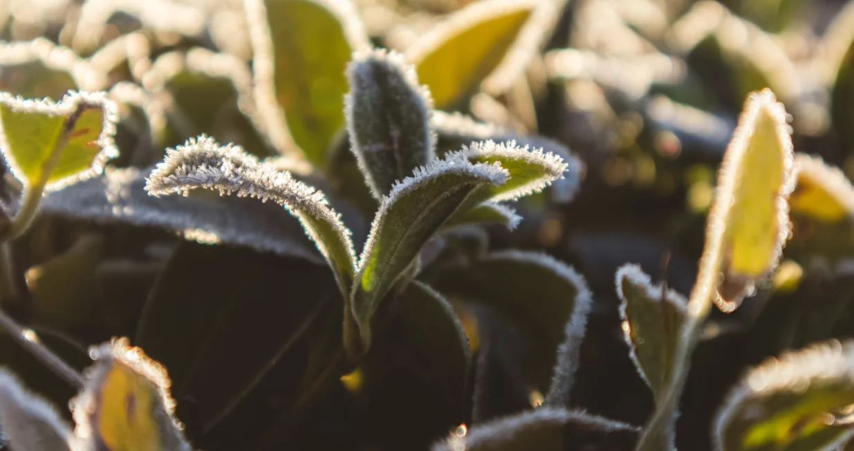 Reagujte na vrijeme/Free Pik