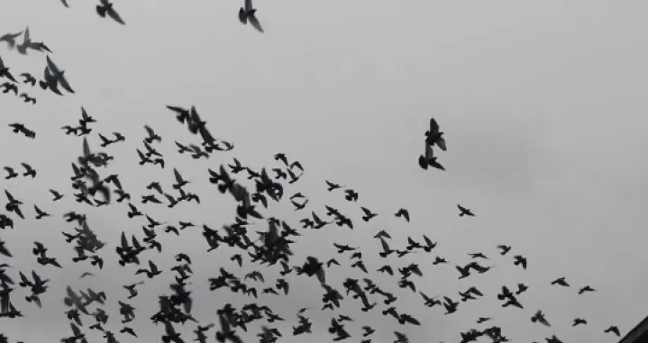 Hiljade golubova/Nezavisne//