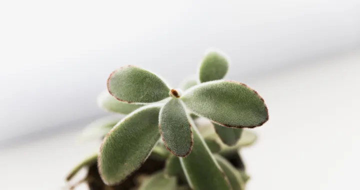 Bogata saksija, bogat dom/Free Pik