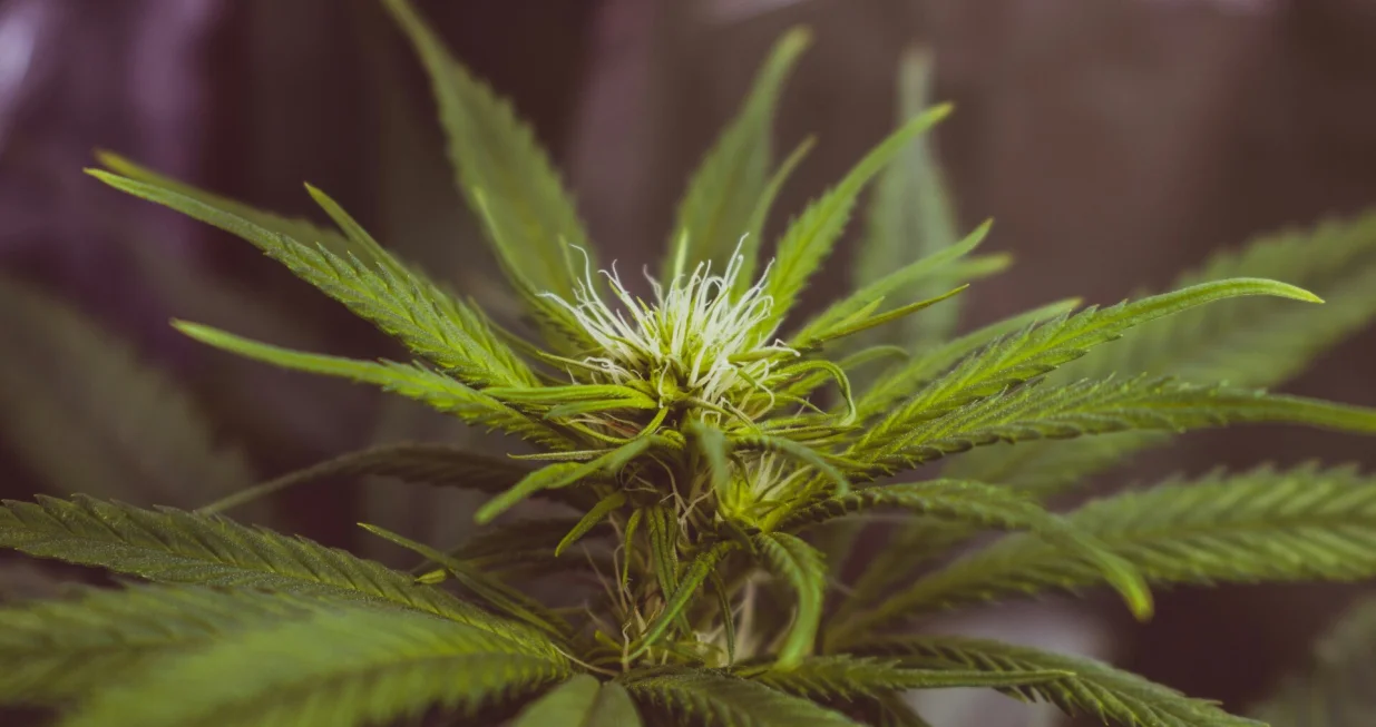 kanabis/Unsplash 