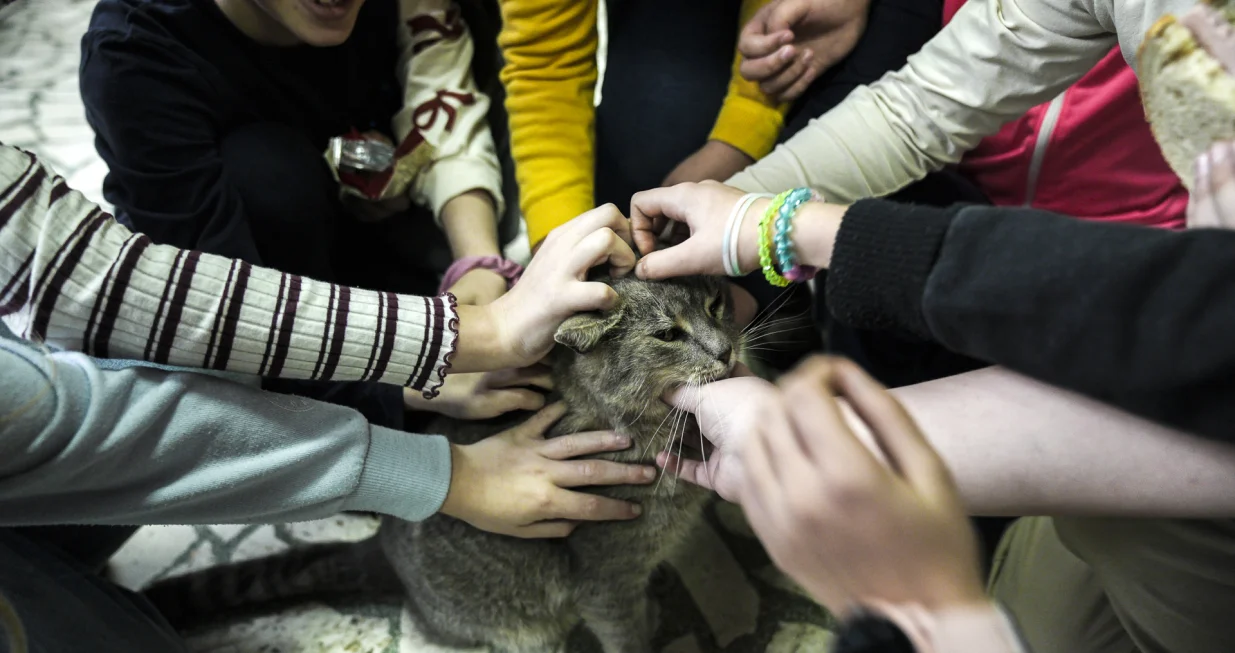 Sarajevo, BIH - 24. decembar 2025:MaДЌak Mirza, poseban "ЕЎkolski drug", viЕЎe od pet godina Еѕivi u sarajevskoj Osnovnoj ЕЎkoli "Е&nbsp;ejh Muhamed ef. HadЕѕijamakoviД&Dagger;".Nije upisan u ЕЎkolu, ali ga poznaju svi: uДЌenici, nastavnici, domari, komЕЎije. ДЊim se oglasi ЕЎkolsko zvono, djeca izlaze na ЕЎkolske hodnike i Mirza postaje centar njihove paЕѕnje вЂ" igraju se s njim, maze ga i dijele trenutke predaha izmeД'u ДЌasova. (SamД&plusmn;r JordamovД&plusmn;c - Anadolu Agency)/