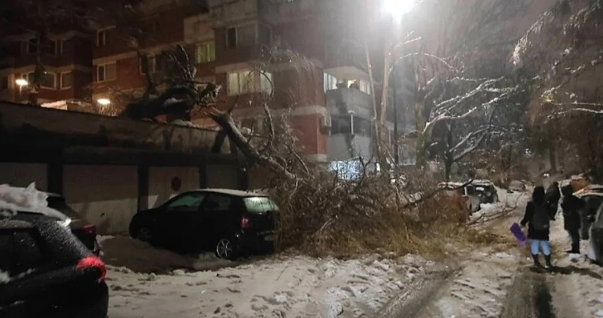 Stablo ej palo u naselju Ko&scaron;evsko brdo/Klix/