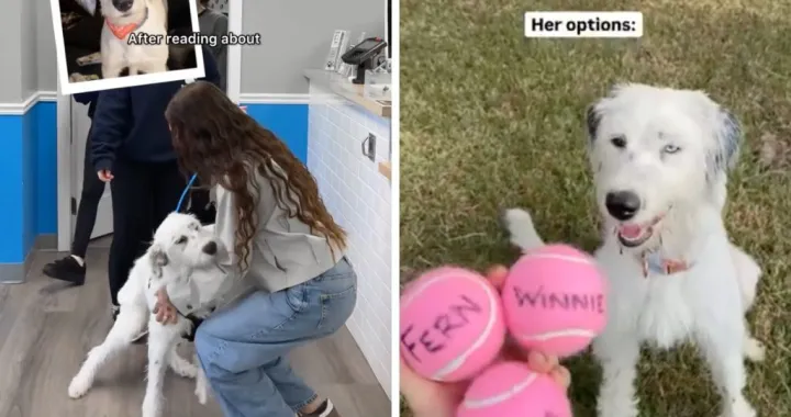 Pas sada ima dom i porodicu/Dear Fig