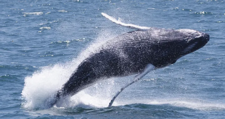 epa10028600 A young humpback whale, megaptera novaeangliae, breaches while feeding in the waters of the Stellwagen Bank National Marine Sanctuary off the coast of Provincetown, Massachusetts, USA, 22 June 2022. The National Oceanic and Atmospheric Administration is set to release newly proposed rules for the shipping industry to protect another species of whale, the North Atlantic right whale. EPA/CJ GUNTHER/Cj Gunther