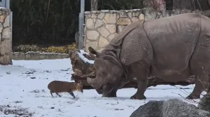 Mali jelen i nosorog, "obračun" u Zoo vrtu/Anadolija