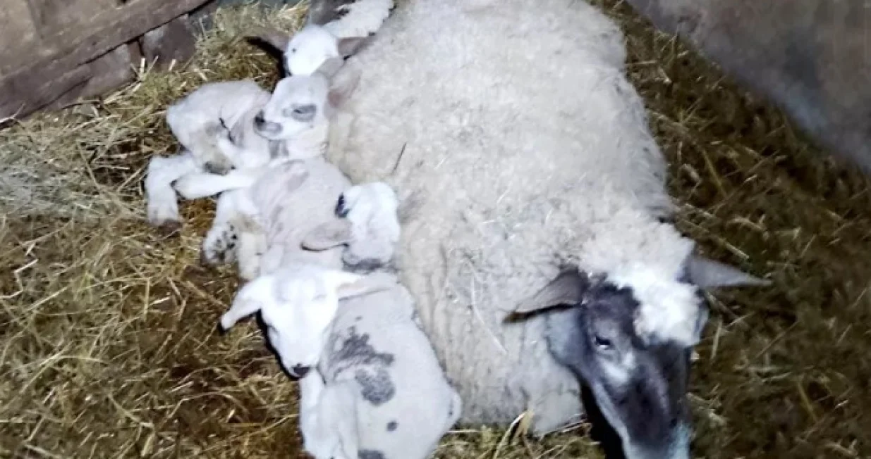 Ovca Garava sa svojim prinovama/Pozega.eu//