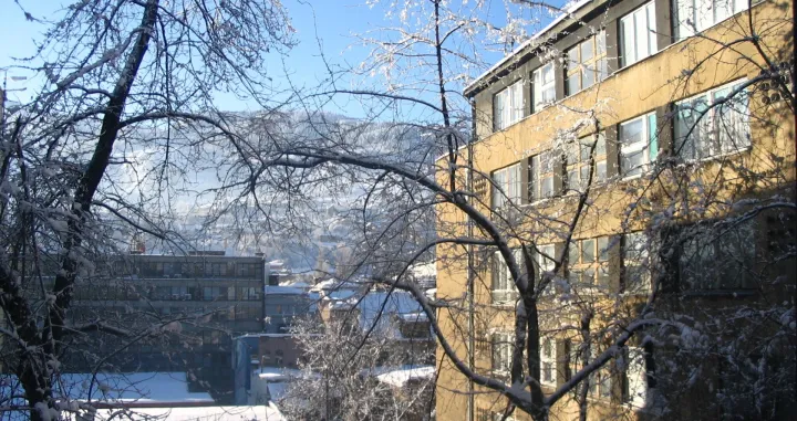 Opasno drveće koje je pravovremeno posječeno u Petrakijinoj ulici, snimljeno 23. 2. 2005./