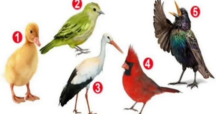 Zanimljiv izazov/Pinterest