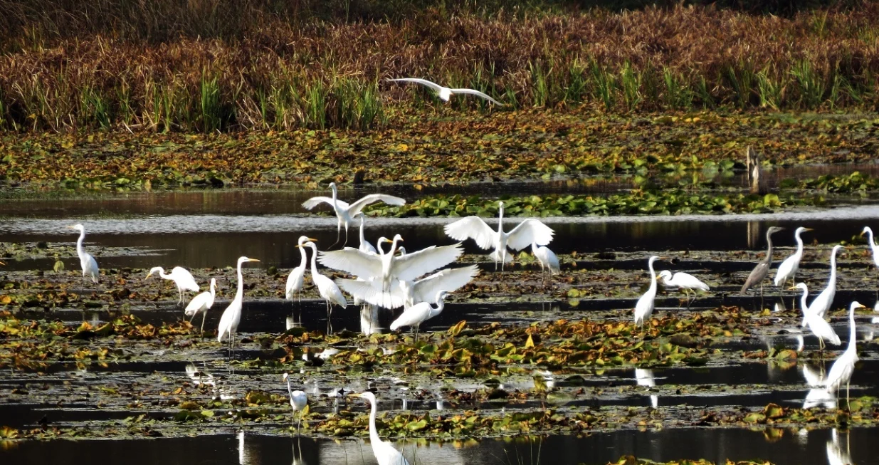 Jato bijelih čaplji/
