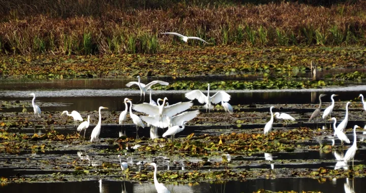 Jato bijelih čaplji/