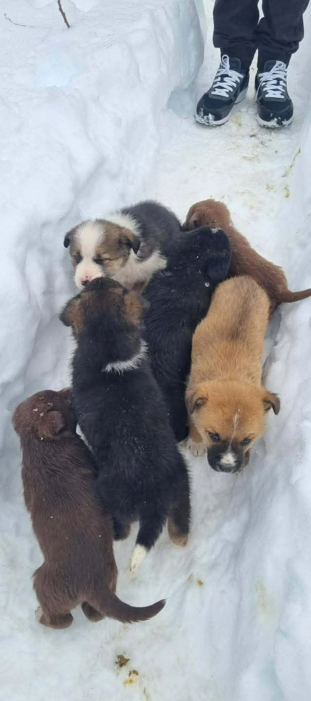 &Scaron;apice Krajine u akciji/