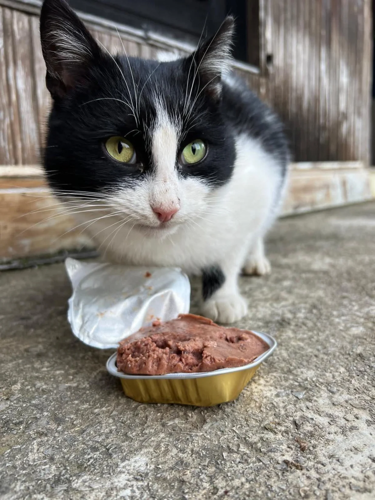 Mačak čeka udomitelja/