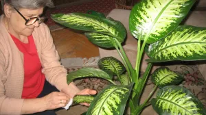 Listove treba brisati vlažnom bijelom krpom ili vatom/