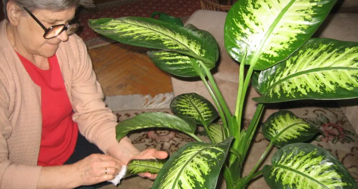 Listove treba brisati vlažnom bijelom krpom ili vatom/