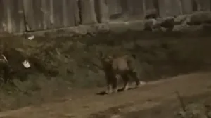 Divlja mačka, Livno, ris/Prtsc