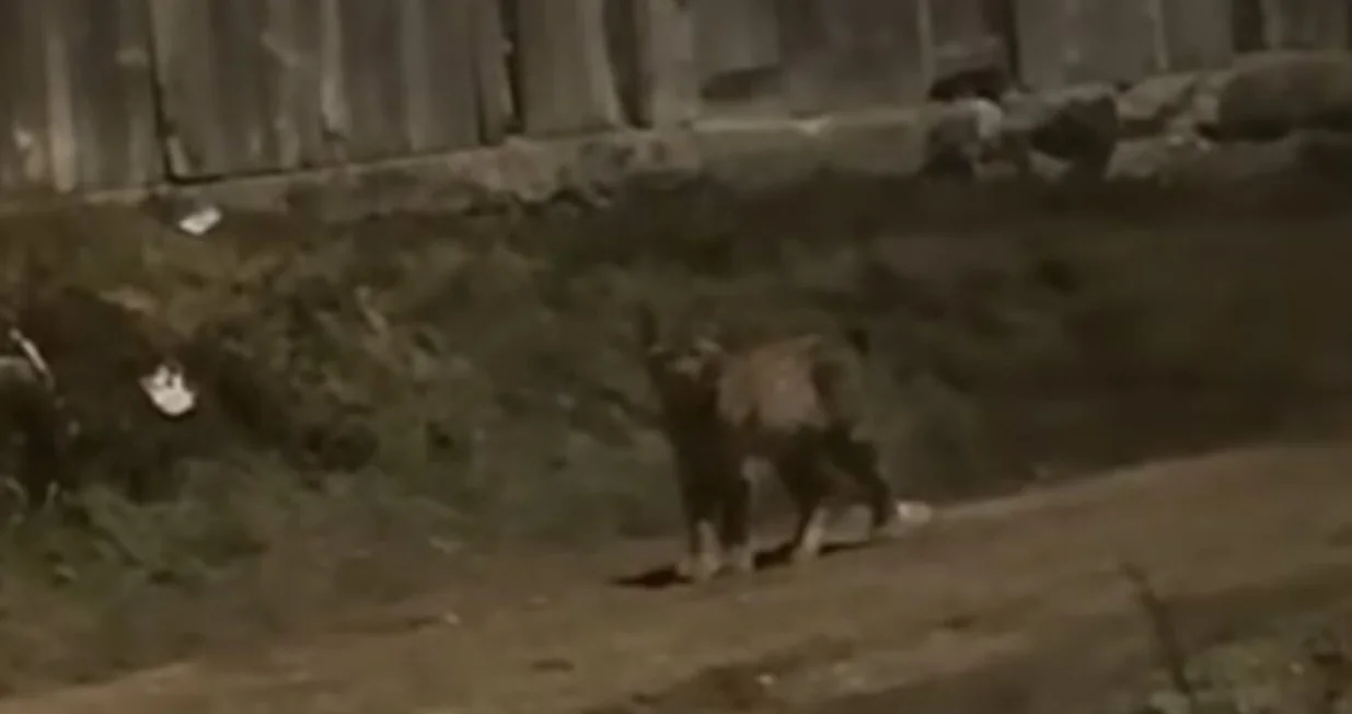 Divlja mačka, Livno, ris/Prtsc