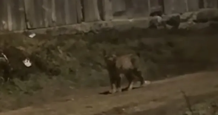 Divlja mačka, Livno, ris/Prtsc