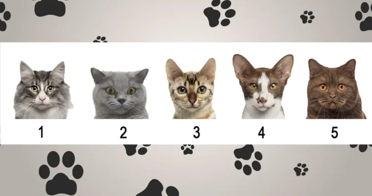 Odaberite jednu mačku/