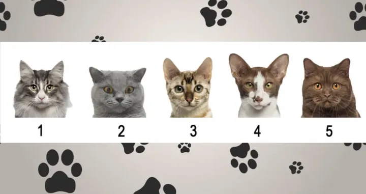 Odaberite jednu mačku/