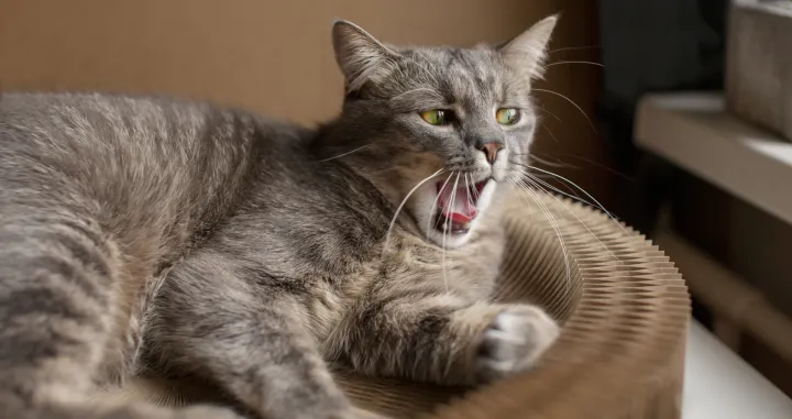 Otkrijte tajne mačjeg govora/Freepik