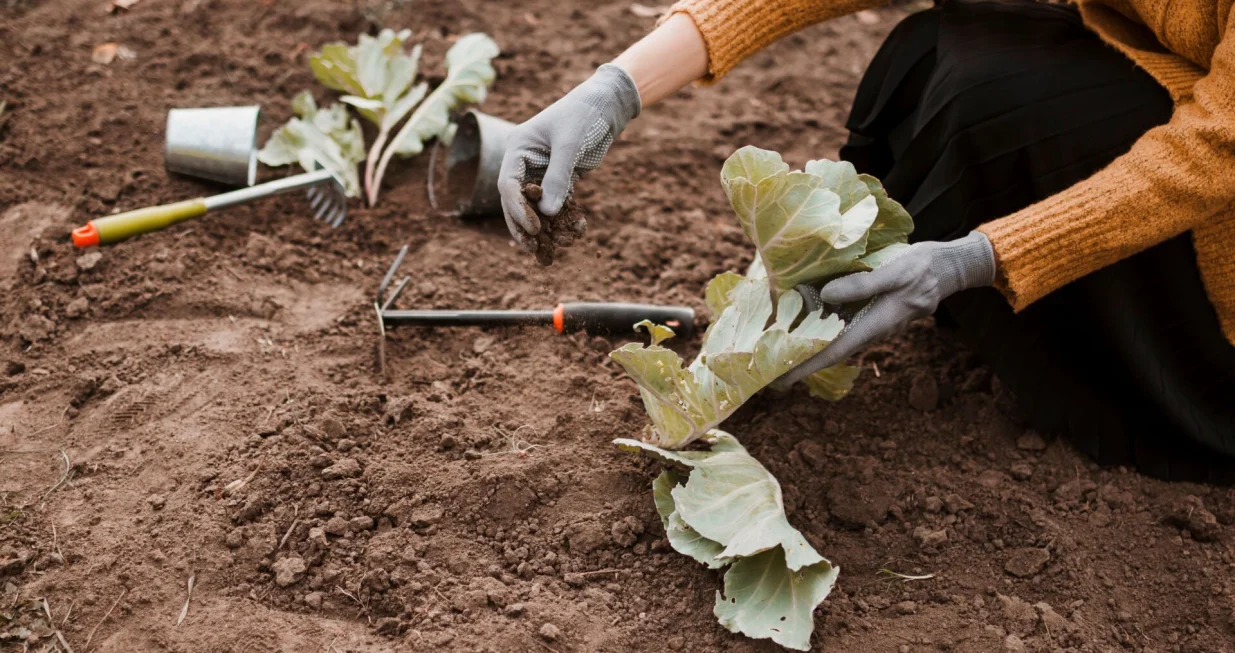 Sadnja povrća u jesen//