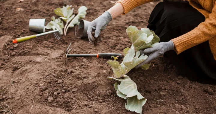 Sadnja povrća u jesen//