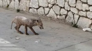 Bezdlaka životinja u Šibeniku/Hercegovina.info