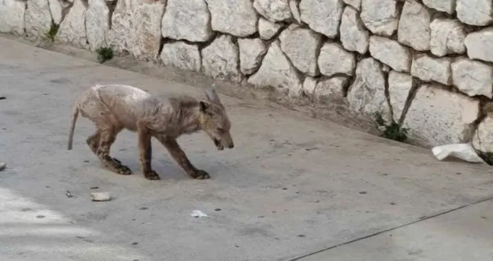 Bezdlaka životinja u &Scaron;ibeniku/Hercegovina.info