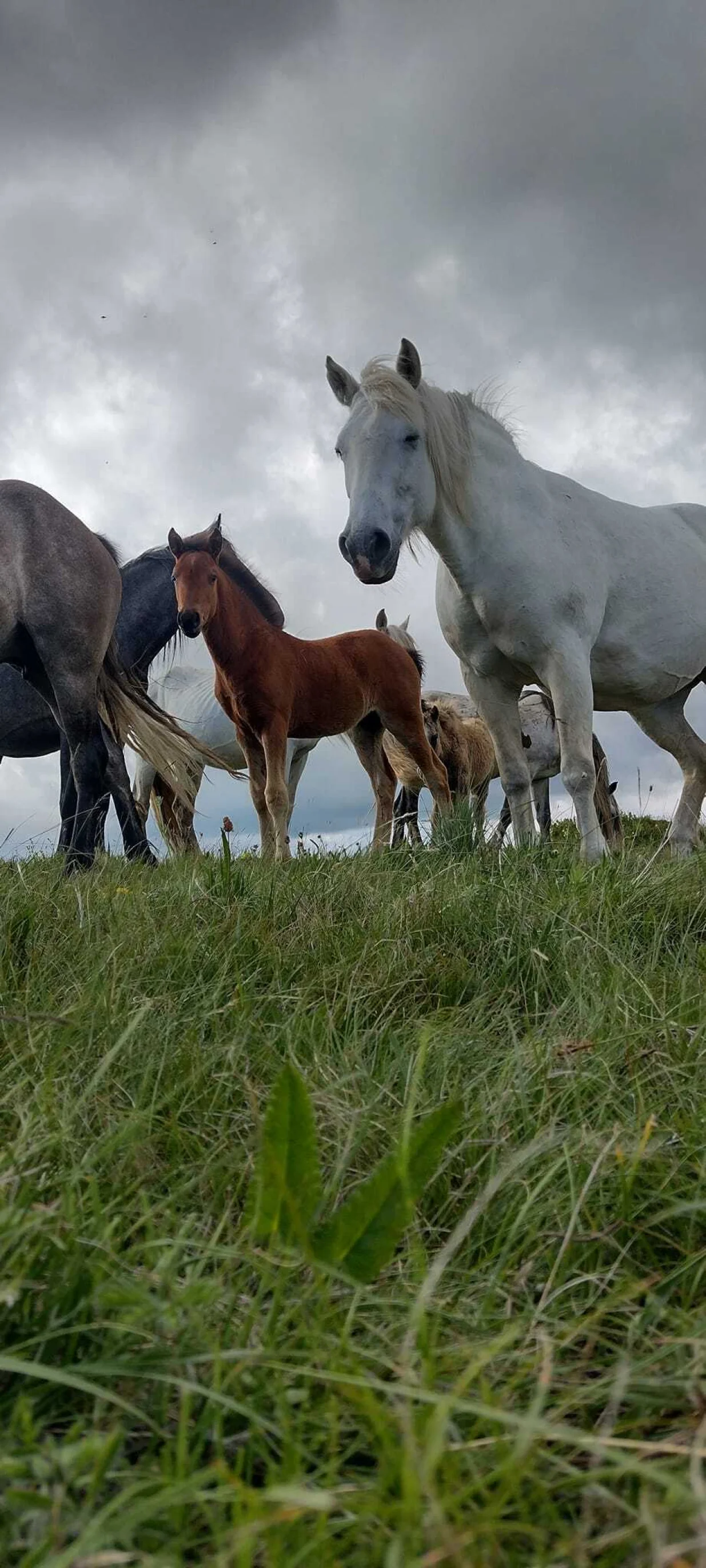 Sezona ždrebljenja je počela/